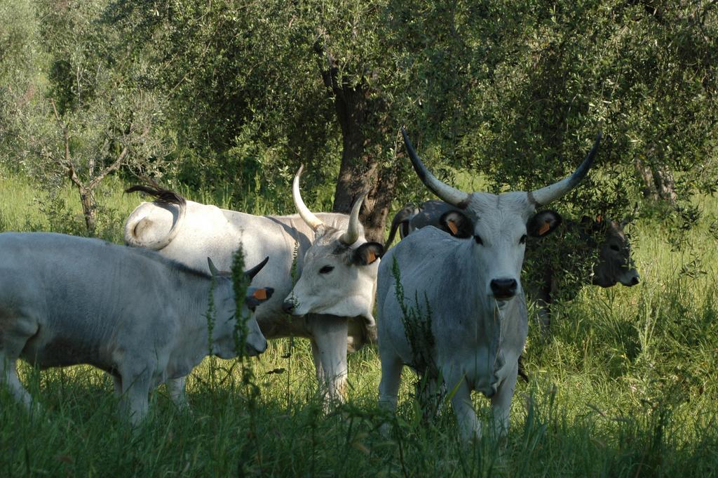 Agriturismo Bio Le Macchie Alte มันชาโน ภายนอก รูปภาพ