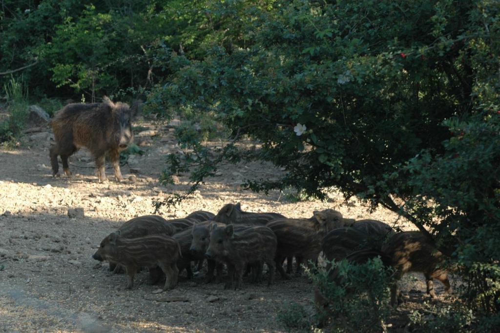 Agriturismo Bio Le Macchie Alte มันชาโน ภายนอก รูปภาพ